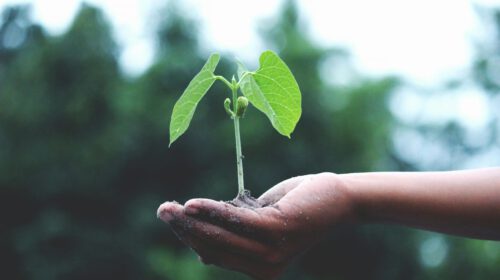 A young sapling held in hands symbolizes growth and sustainability.